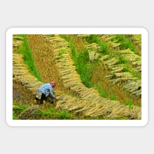 Rice Terrace5. Sticker